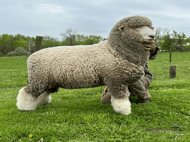 Corriedale sheep