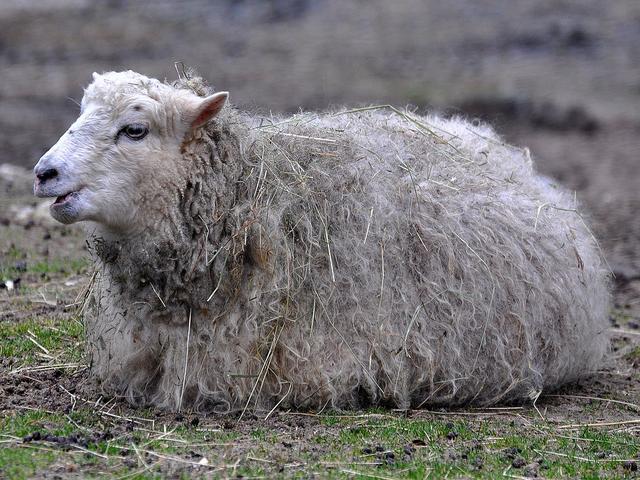 Dala fur sheep