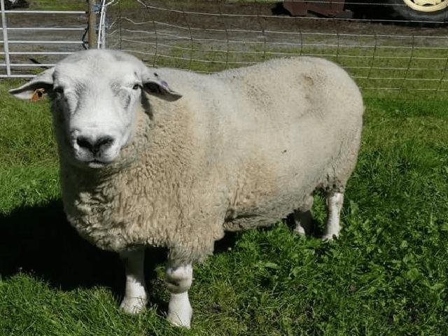 Dala sheep