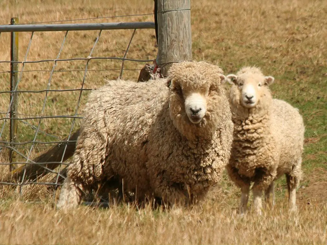 Delaine Merino sheep