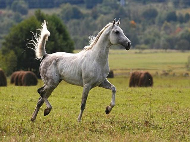 Делибозская лошадь
