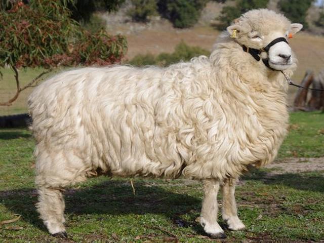 Drysdale sheep