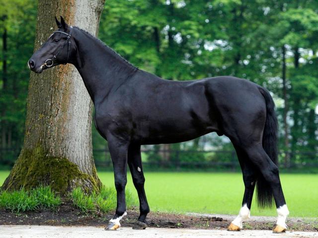 Dutch warmblood horse
