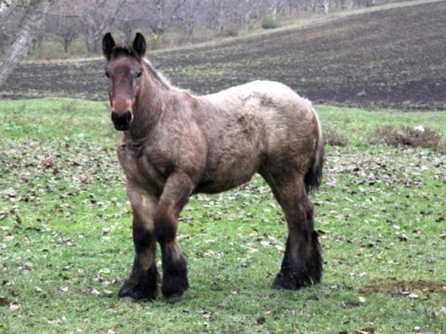 Dutch workhorse