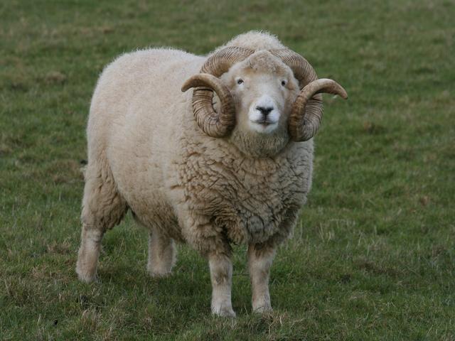 Exmoor horn sheep