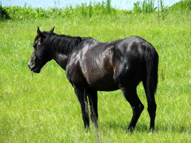 Florida cracker horses