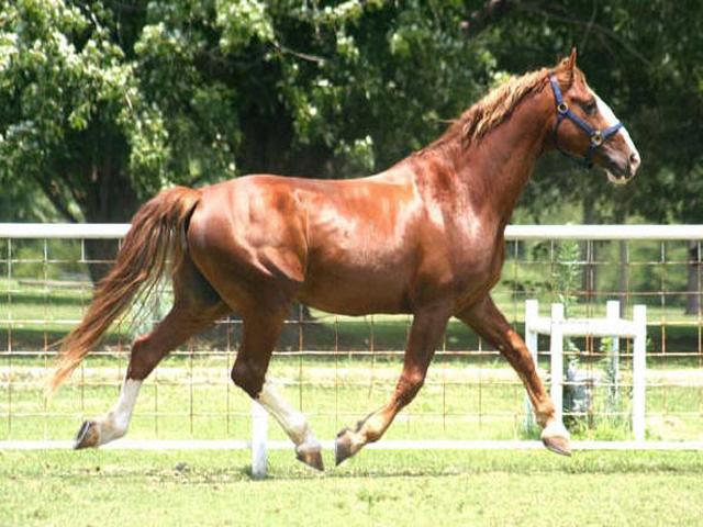 Frederiksborger Horse