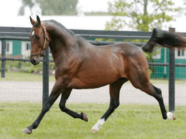 French Trotter