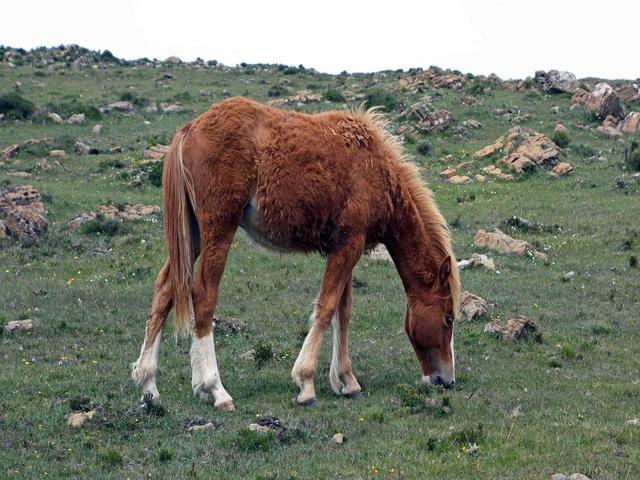 Галицийский пони