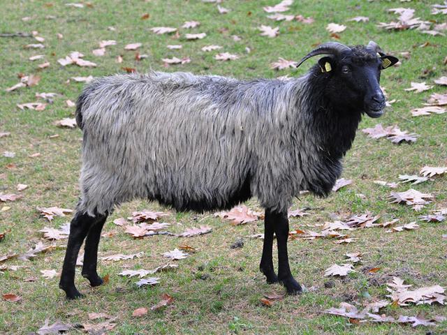 German Grey Heath sheep