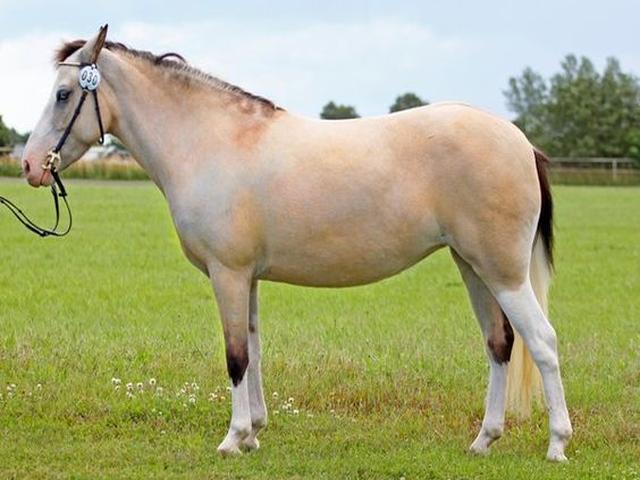 Gotland Pony