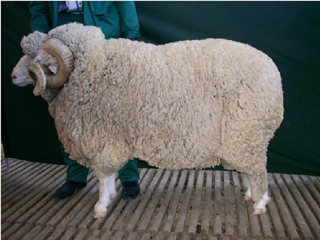 Groznensk sheep
