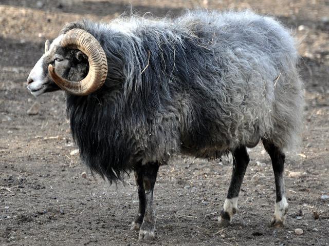Gute sheep