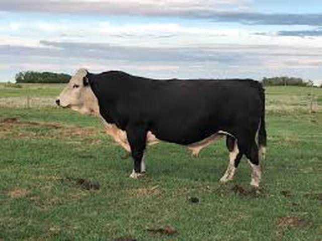 Vaca-convertidora de heno