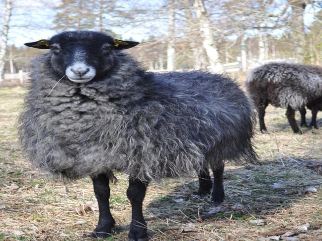 Helsinge sheep