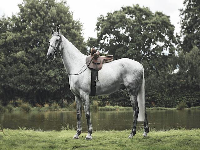 Irish sport horse