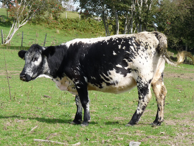 Istoben cow