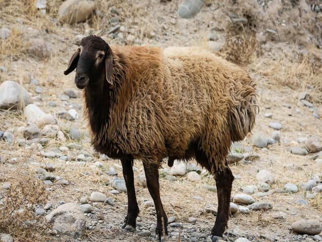 Jaidara sheep