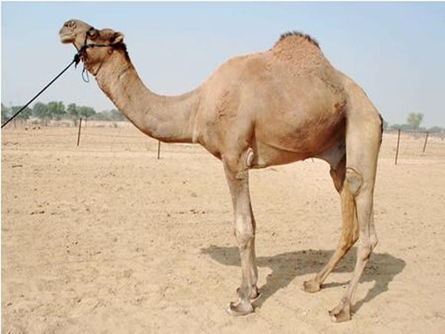 Jaisalmeri camel