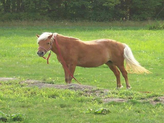 Java Pony