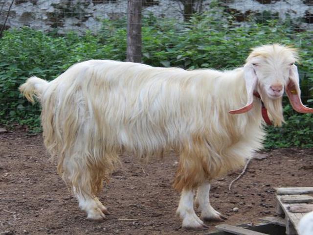 Jonica goats