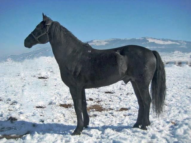 Кабардинская