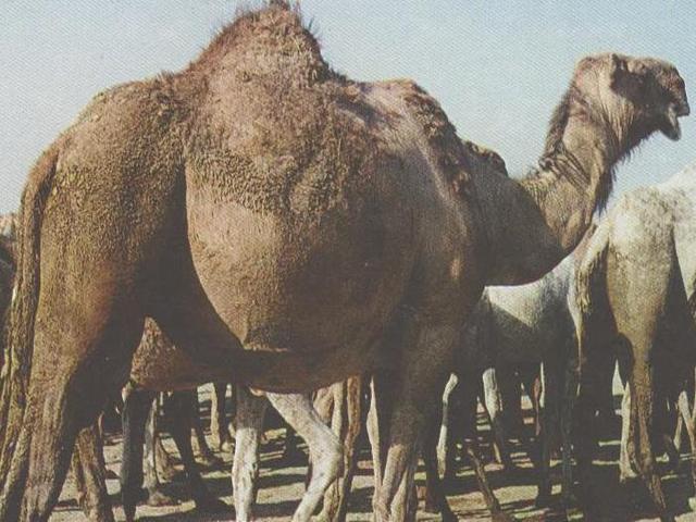 Kalkuei camel