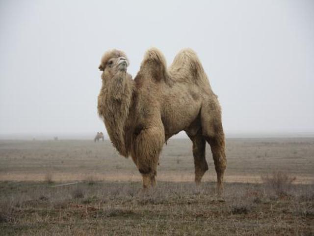 Kalmyk Bactrian camel