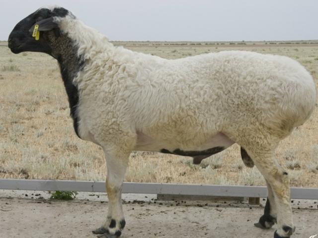 Kalmyk sheep