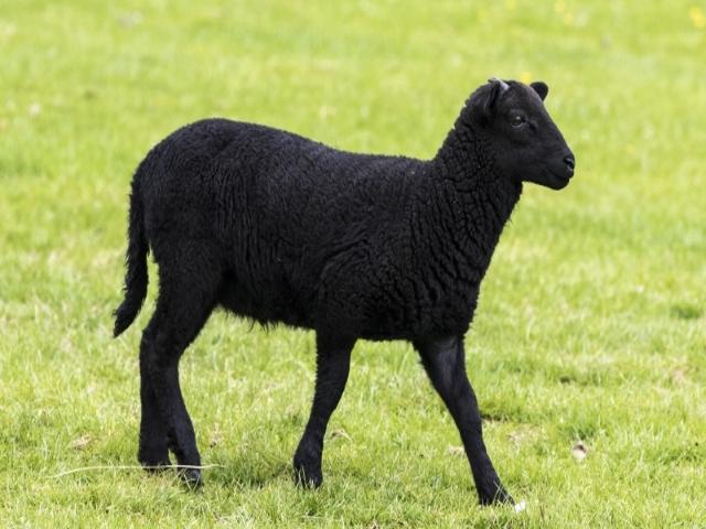 Karachay sheep