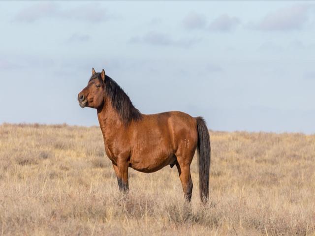 Казахская лошадь