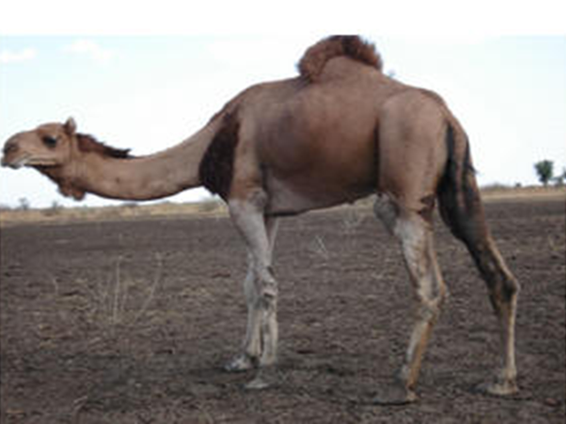 Kenani camel