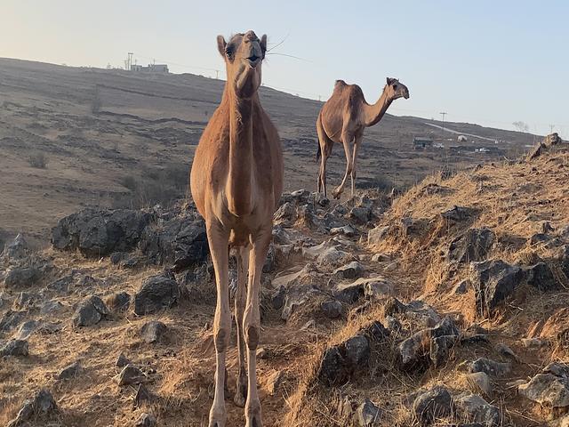 Khawarah camel