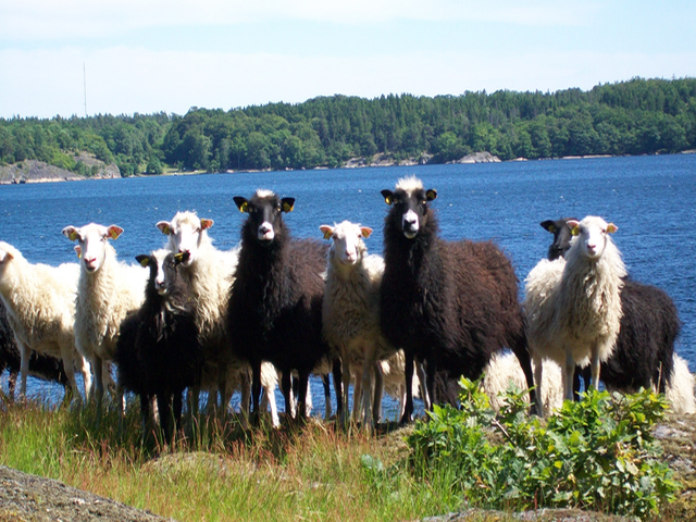 Klovsjo sheep