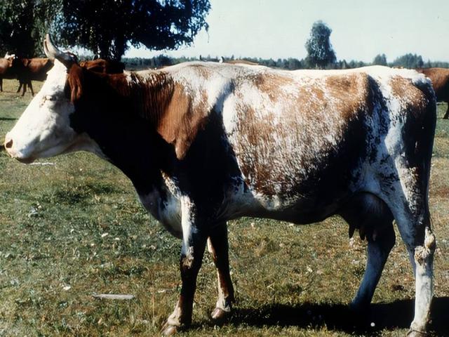 Vaca Kurguánskaya