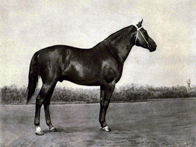 Kustanai horse