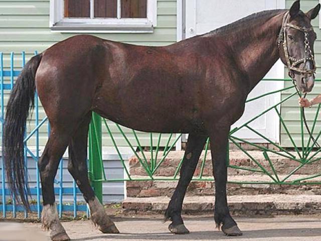 Kuznetsk Horse