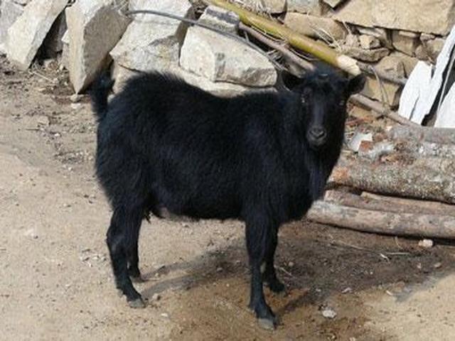 Люйлян чёрная коза