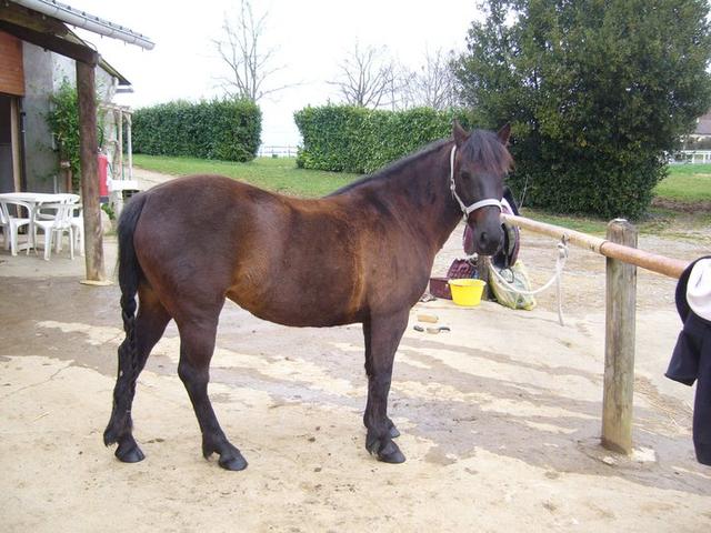 Landais pony