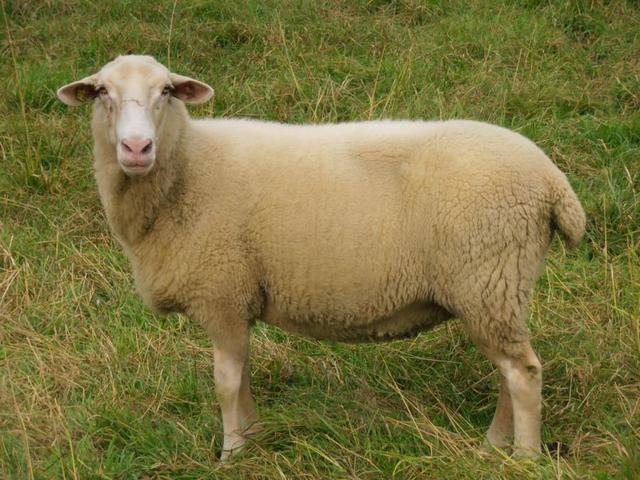 Leine sheep