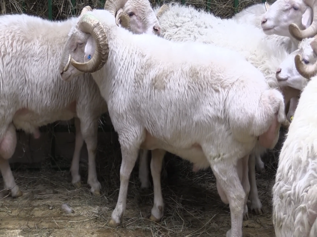 Lezgin sheep