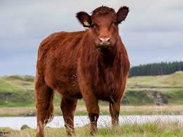 Vaca Luing