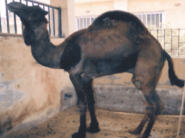 Maghrebi camel