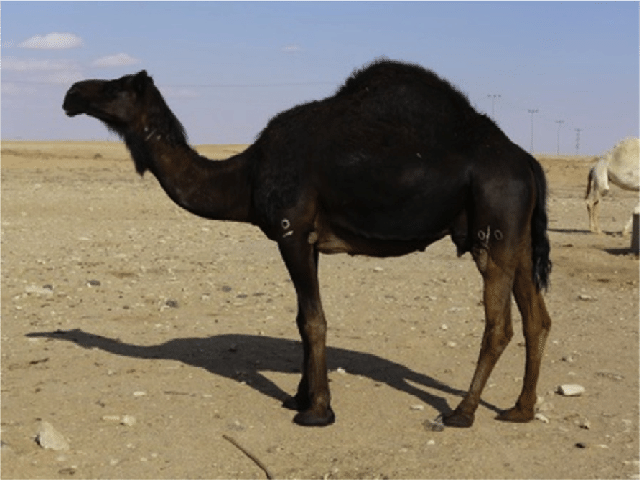 Majaheem camel