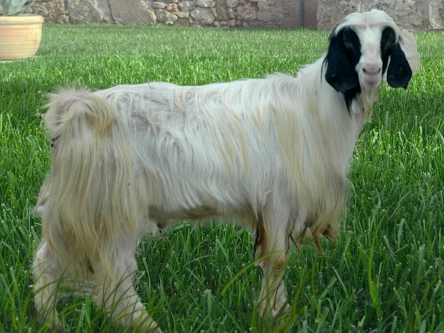 Maltese goat
