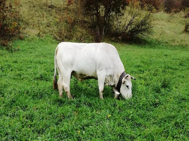 Markidzhanskaya cow