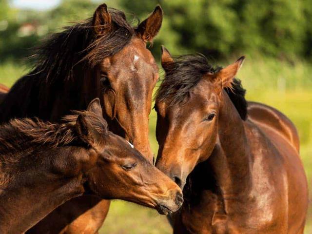 Maremmano horse