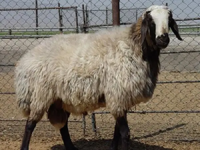 Moghani sheep