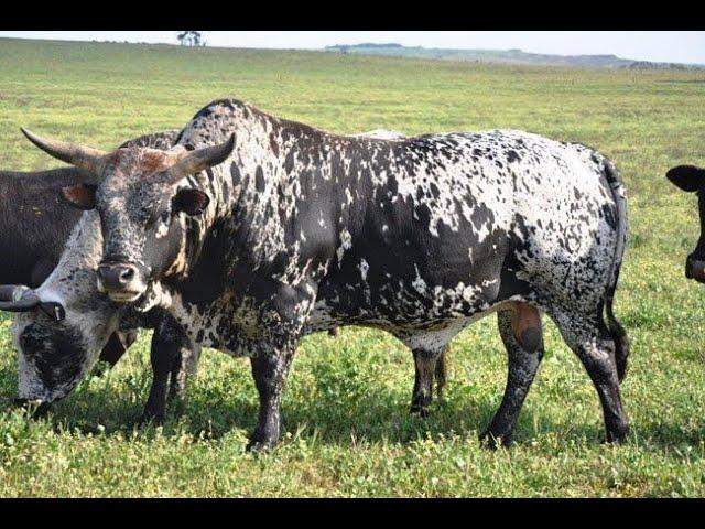 Nguni cattle