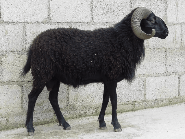Ninglang Black sheep